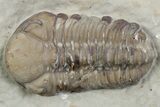 Bargain, Kainops Trilobite - Black Cat Mountain, Oklahoma #362981-1